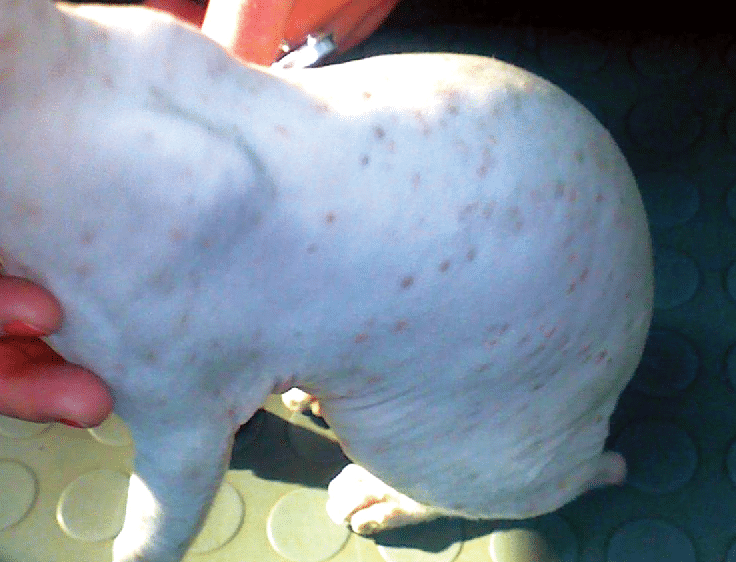 urticaria-pigmentosa-in-sphynx-cats