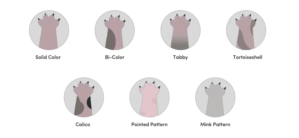 8-Different-Sphynx-Cat-Colors