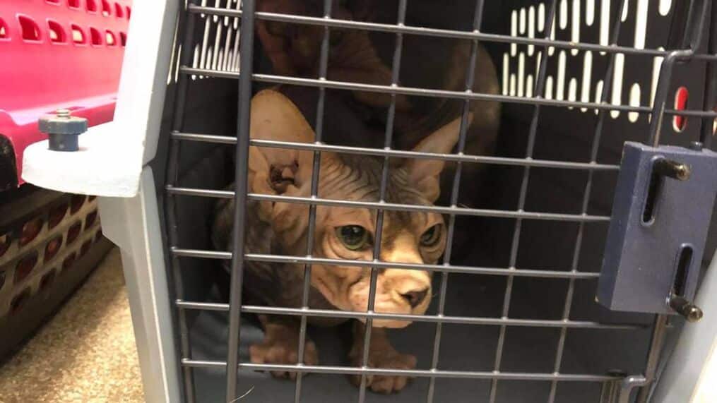 sphynx-kitten-shiping