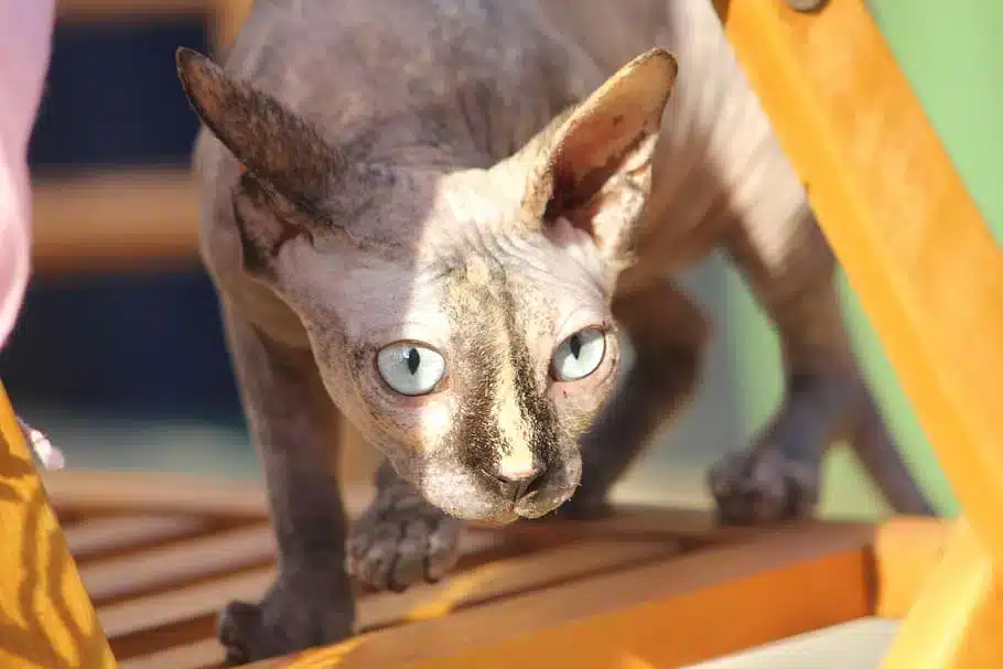 tortoiseshell-sphynx