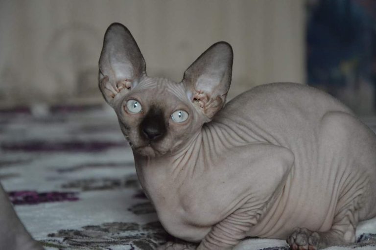 bambino-cats-for-sale