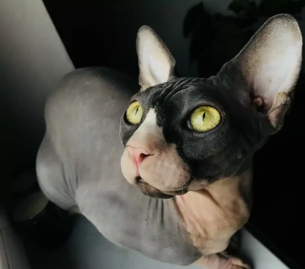 black-calico-hairless-cat