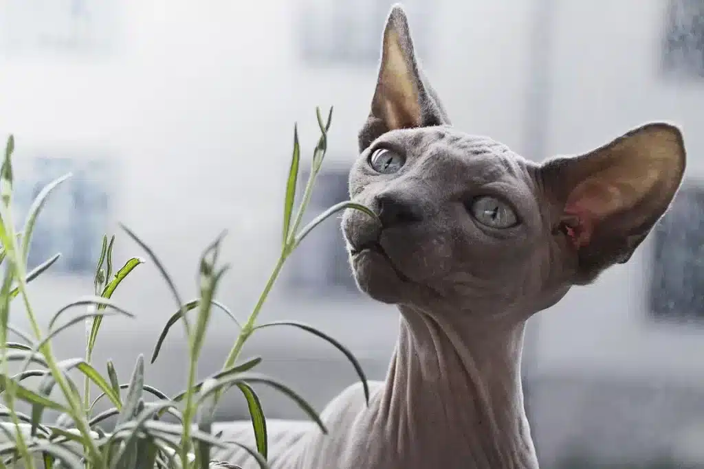 mink-hairless-cat