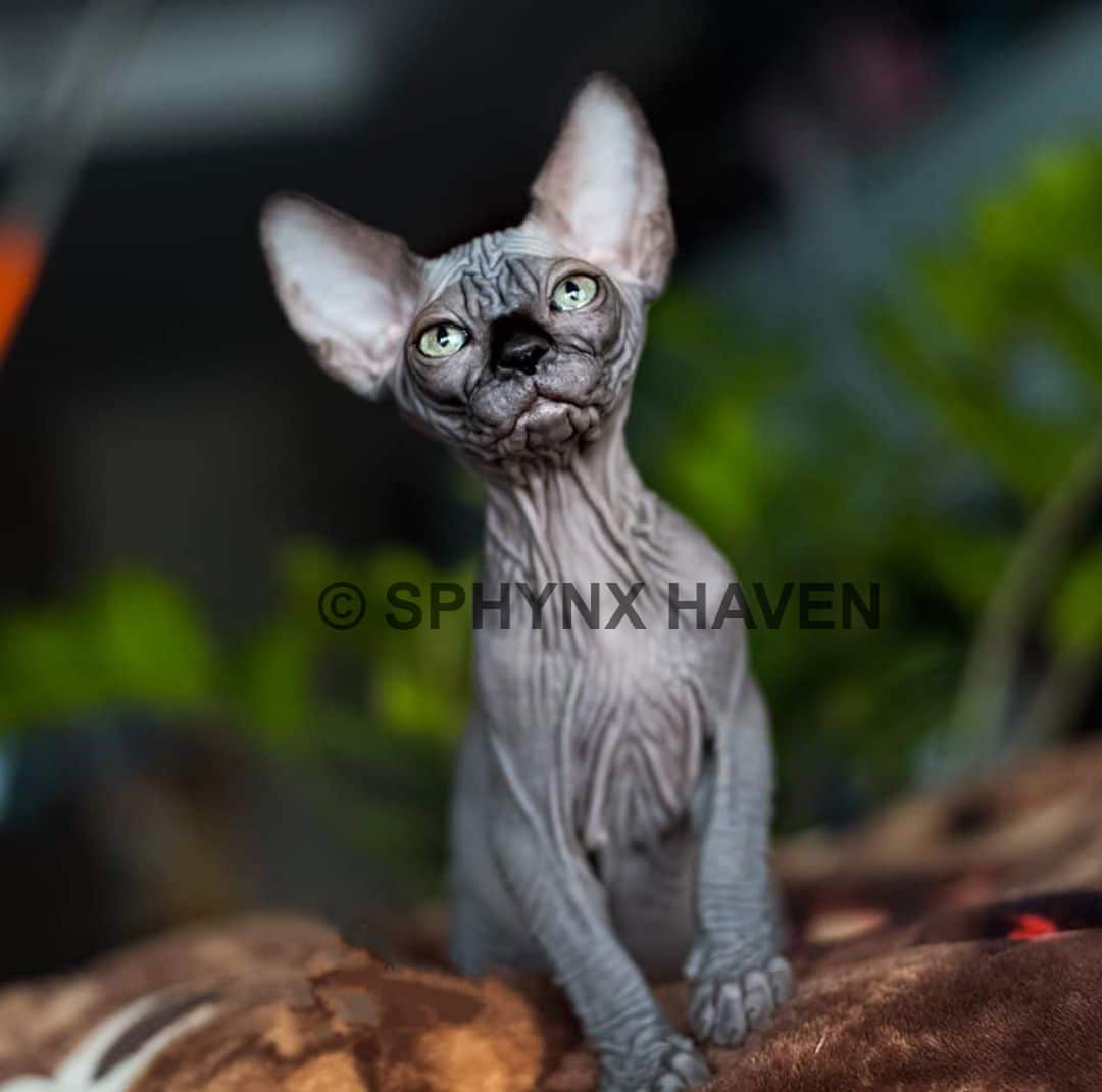 sphynx-kittens-for-sale-texas