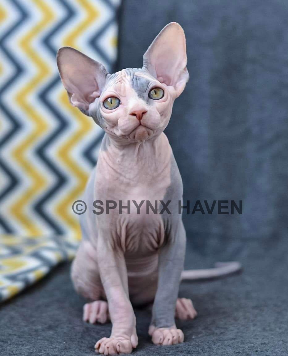 sphynx-hairless-cats-for-sale