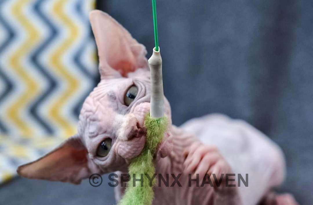 sphynx-cats-for-sale