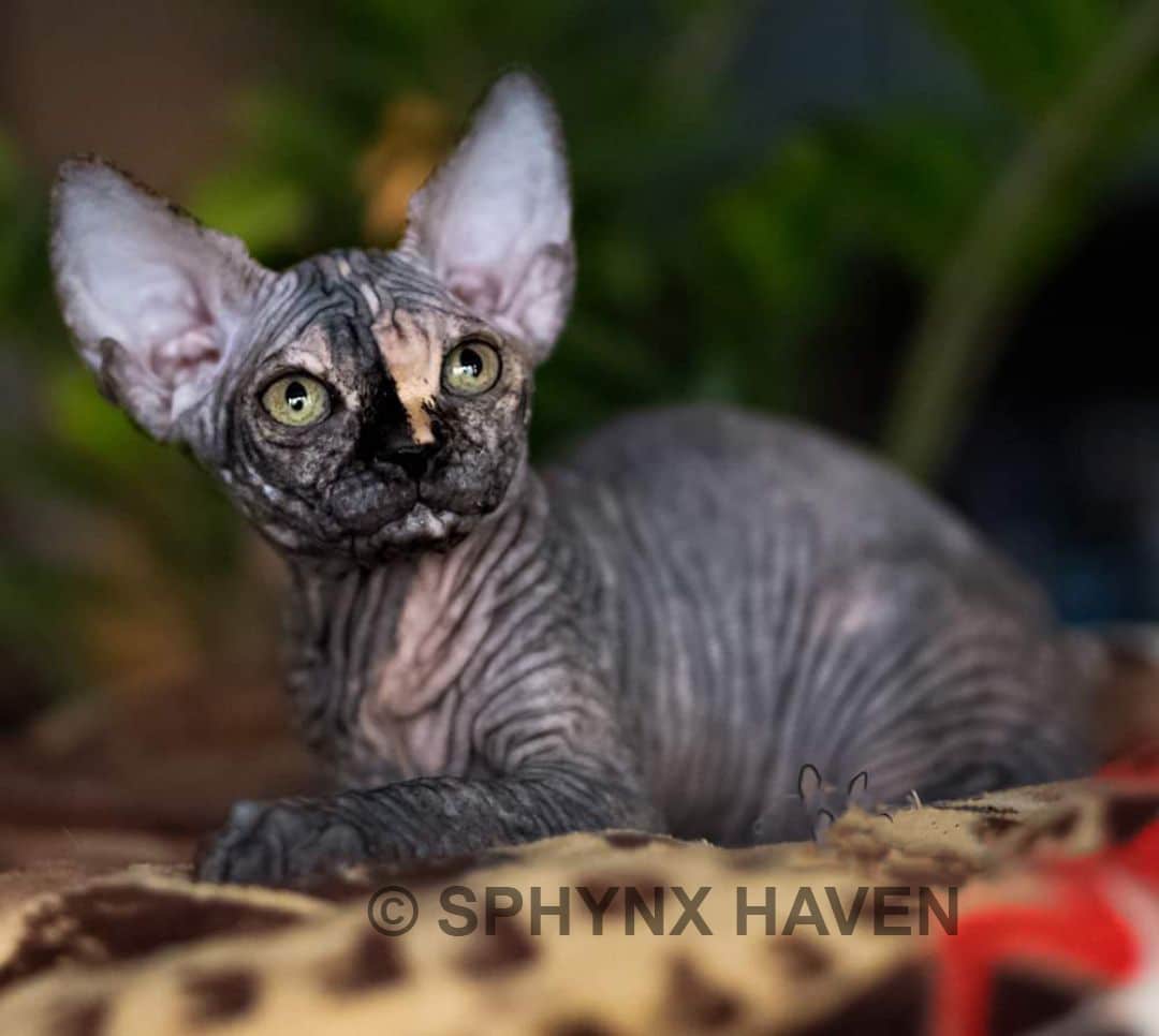 sphynx-cat-for-sale
