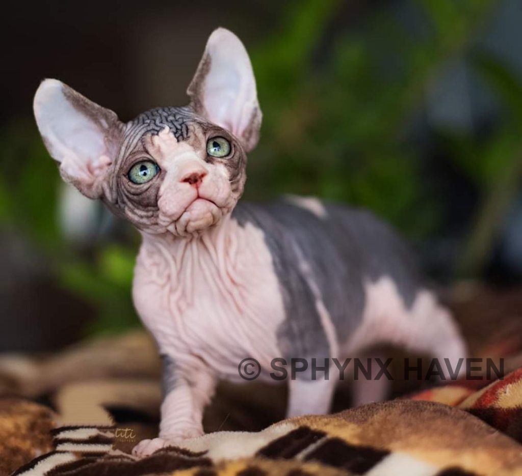 sphynx-cats-for-sale