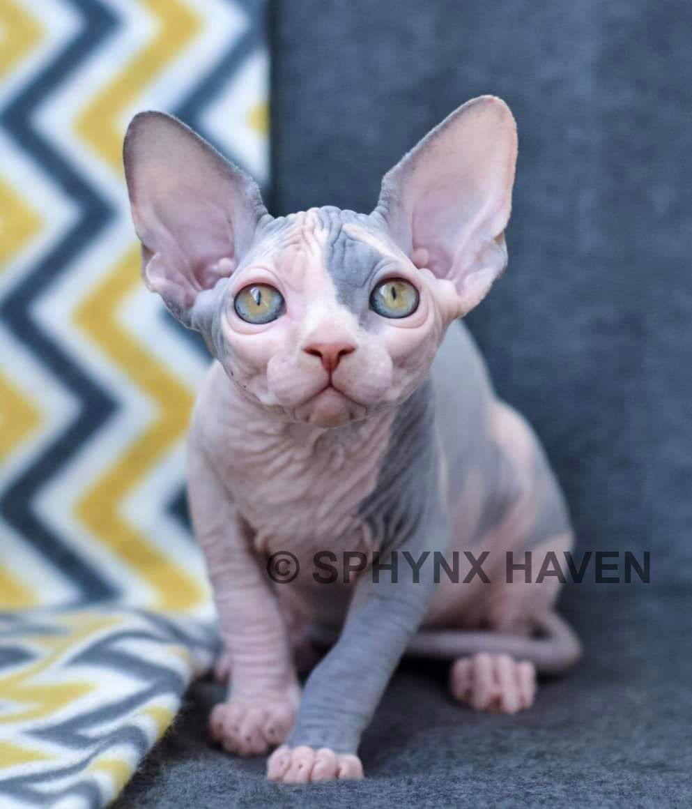 sphynx-hairless-cats-for-sale