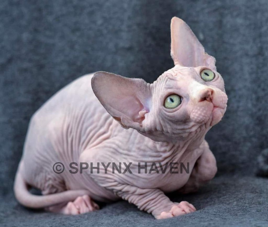 sphynx-cats-for-sale
