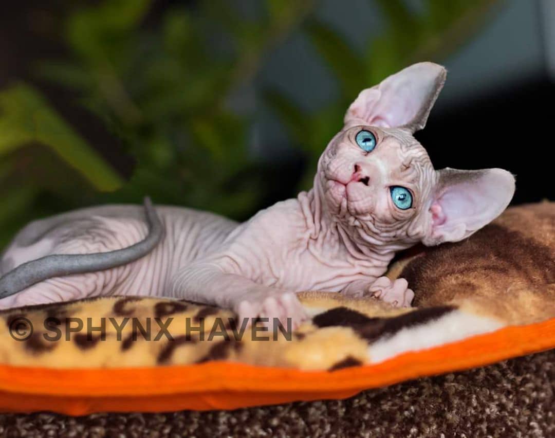 Sphynx Kittens For Sale Available Kittens Sphynx Haven