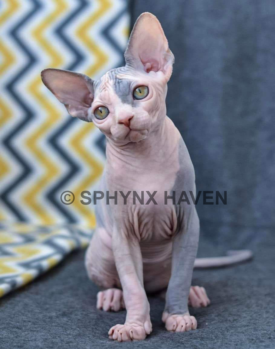 sphynx-hairless-cats-for-sale