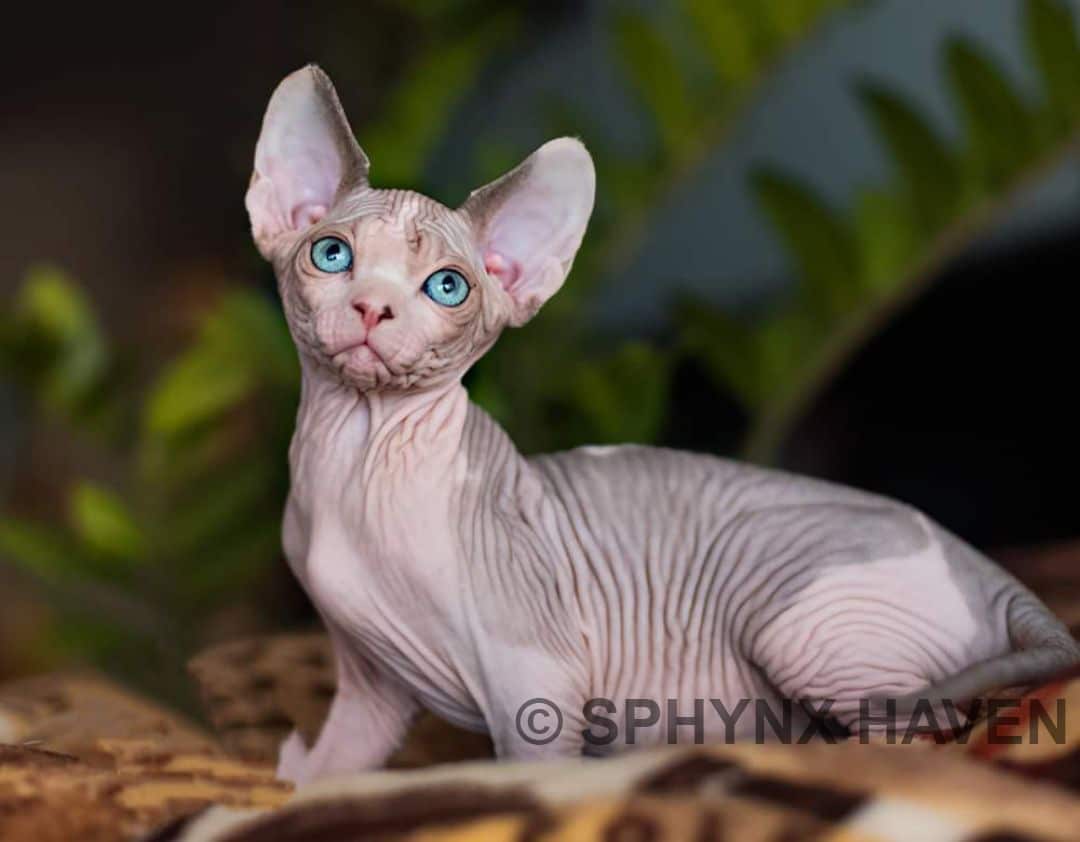 Sphynx Kittens For Sale Available Kittens Sphynx Haven