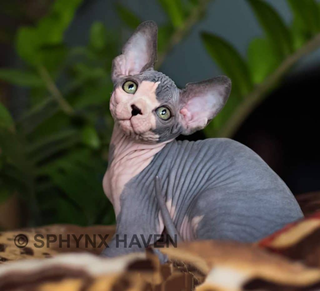 sphynx-kittens-for-sale-in-san-antonio-texas