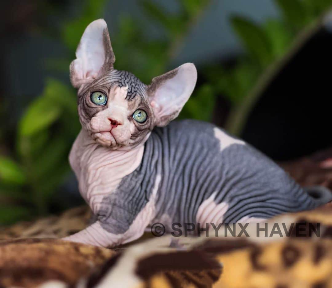 sphynx-cat-for-sale