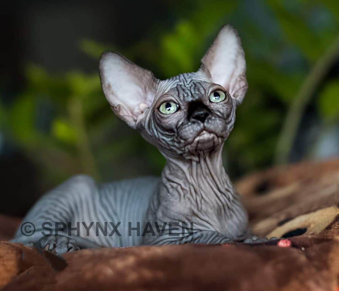 sphynx-kittens-for-sale-texas