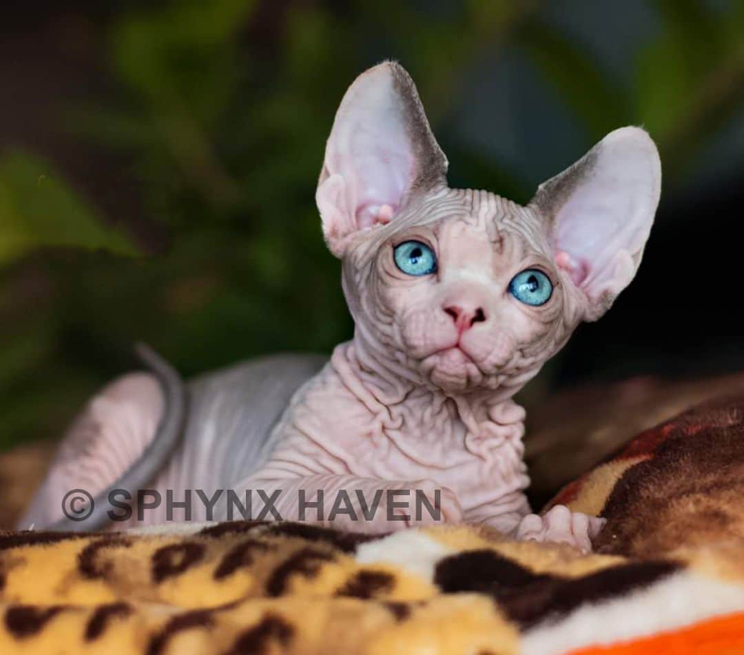 sphynx-kittens-for-sale-in-san-antonio-texas