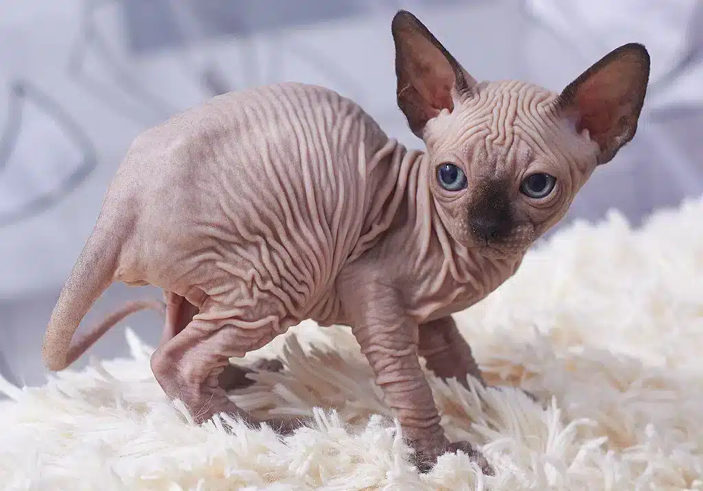 pointed-color-sphynx