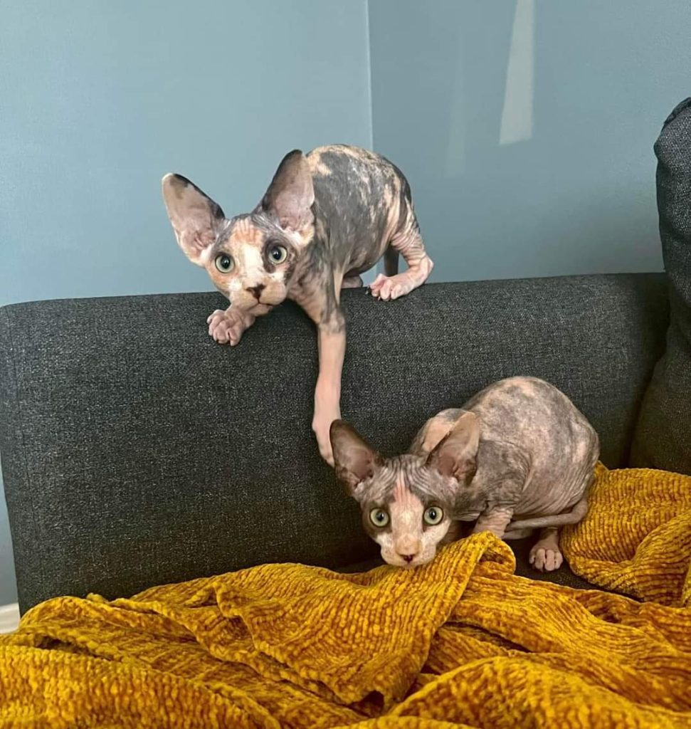 sphynx-cats-for-sale