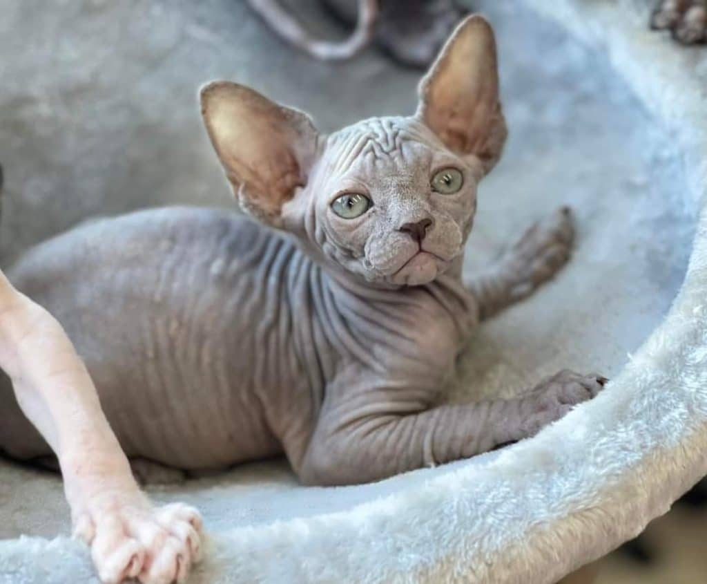 sphynx-cat-for-sale