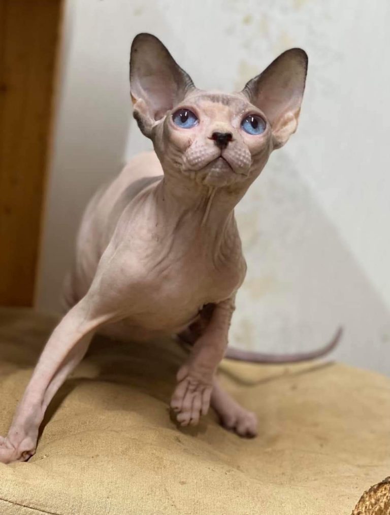 sphynx-kittens-for-sale