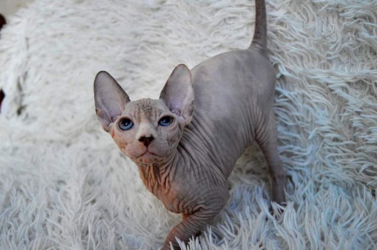 sphynx-cat-for-sale