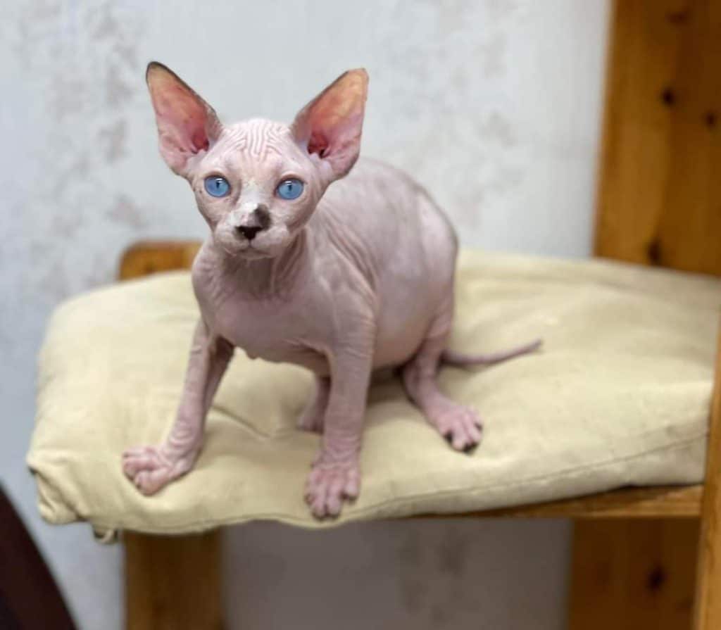 sphynx-cat-for-sale