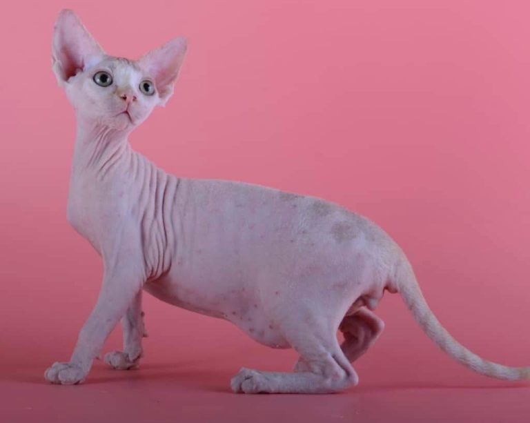 sphynx-cat-for-sale