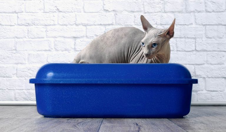 sphynx-cat-in-litter