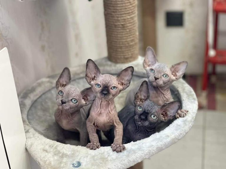 sphynx-cat-kittens-for-sale