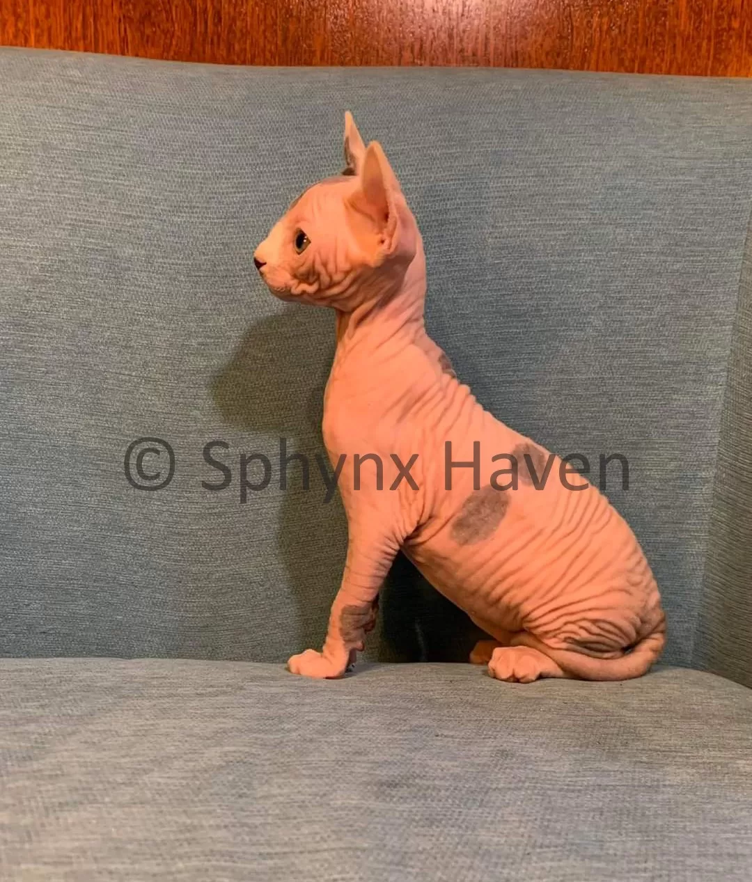 elf-cat-for-sale