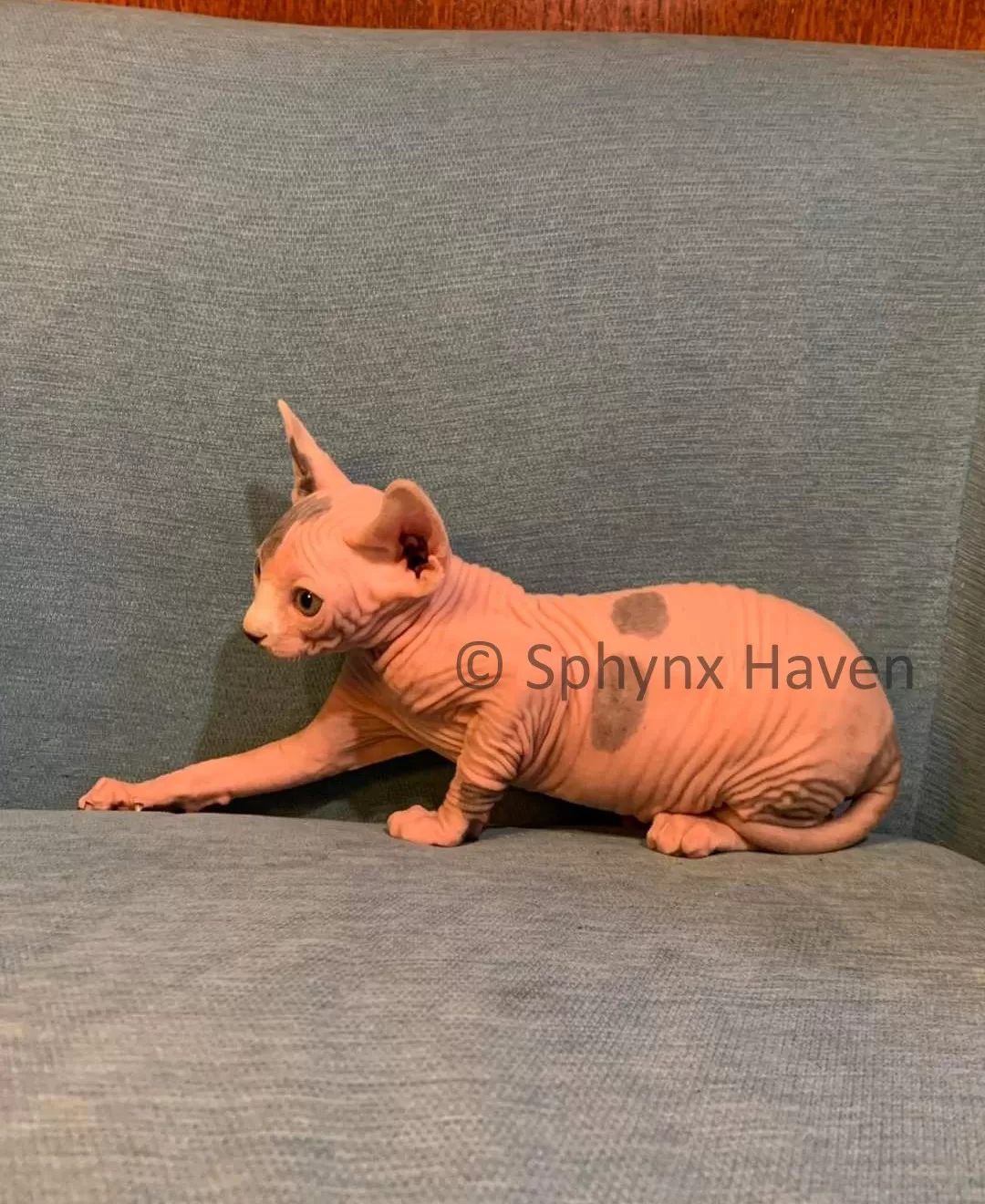 elf-cat-for-sale