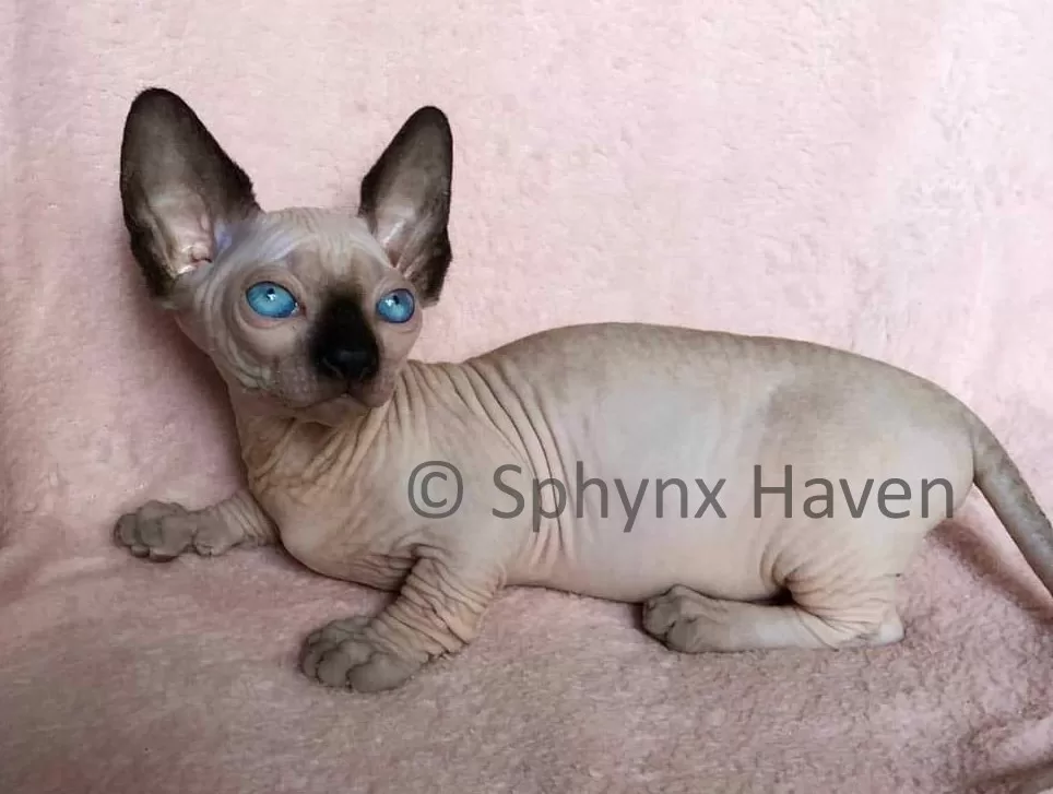 Sphynx Kittens For Sale Available Kittens Sphynx Haven