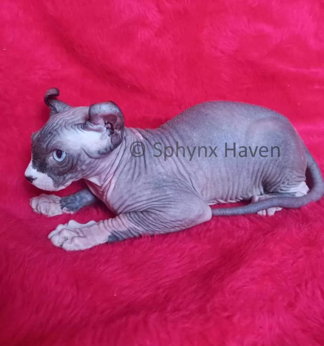 elf-cat-for-sale