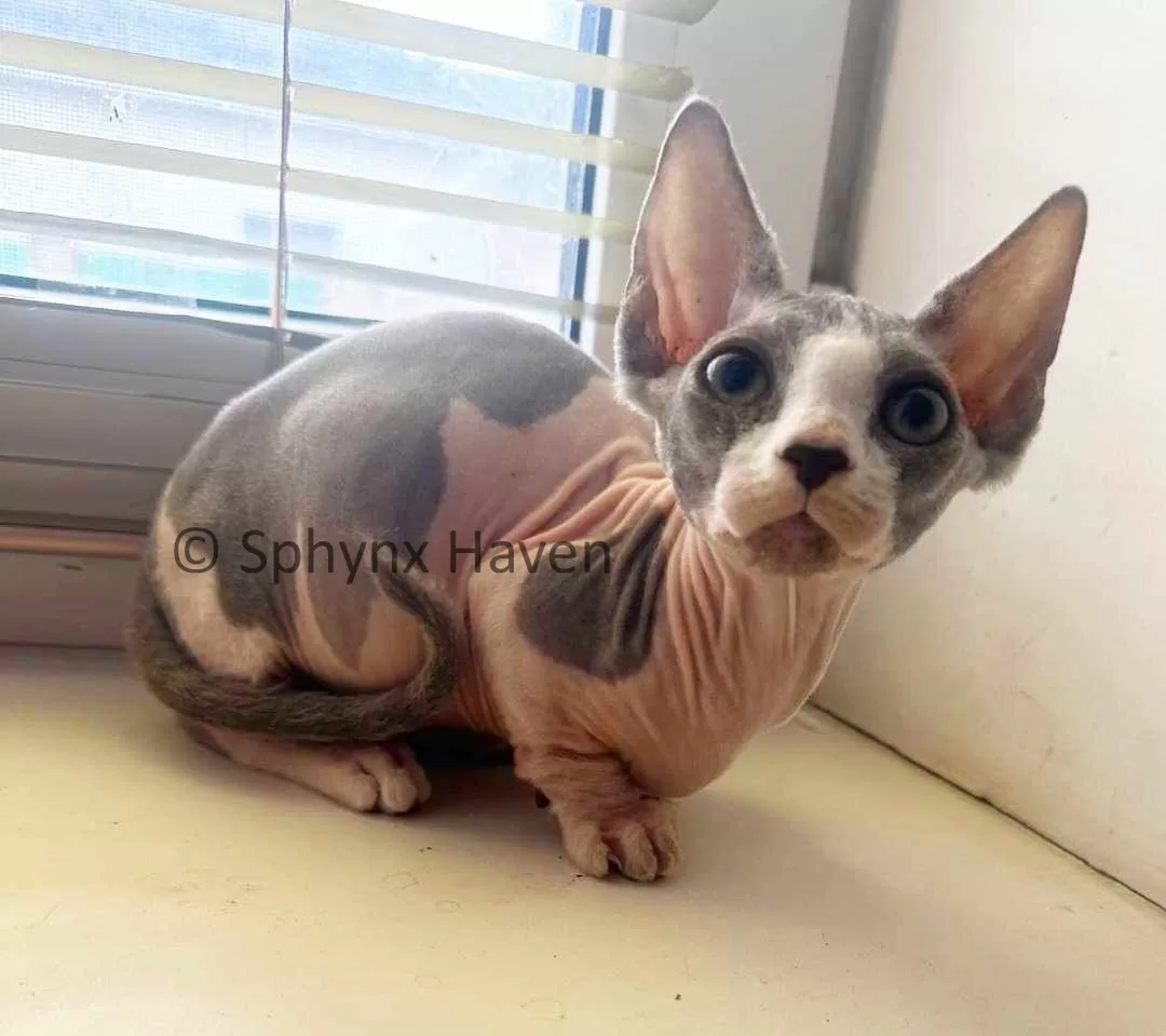 bambino-cat-for-sale