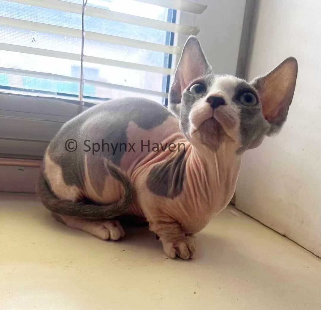 bambino-cat-for-sale